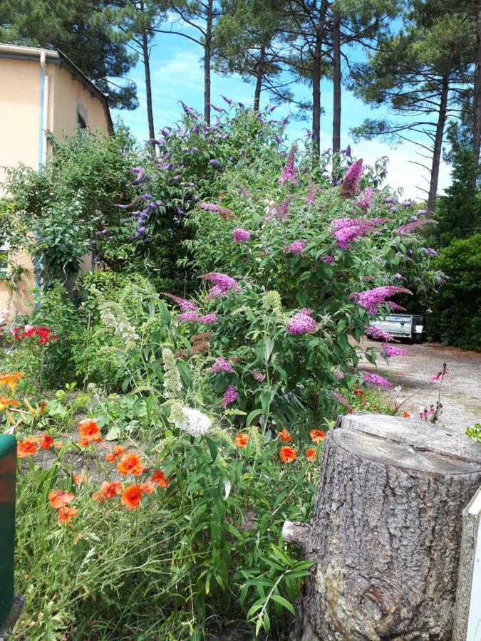 Le Relais De La Praya Bed and Breakfast Lège-Cap-Ferret Buitenkant foto